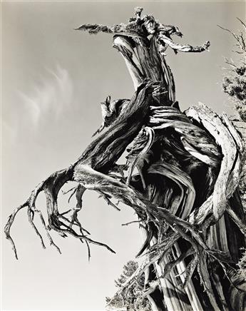 EDWARD WESTON (1886-1958) Juniper, Lake Tenaya [Fragment of a Juniper Tree, High Sierra].                                                        